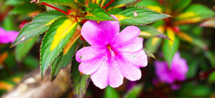 骚扰手机号呼叫软件