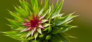 在线短信云呼网